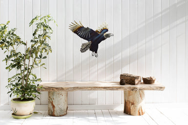 Bald Eagle in flight ready to land